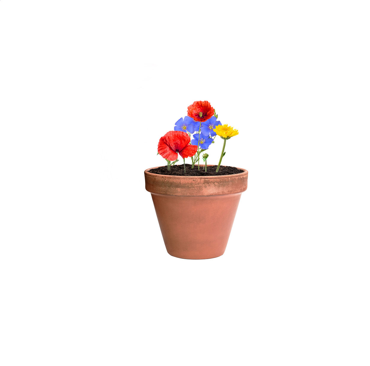 Flocca capsula con semi di fiori