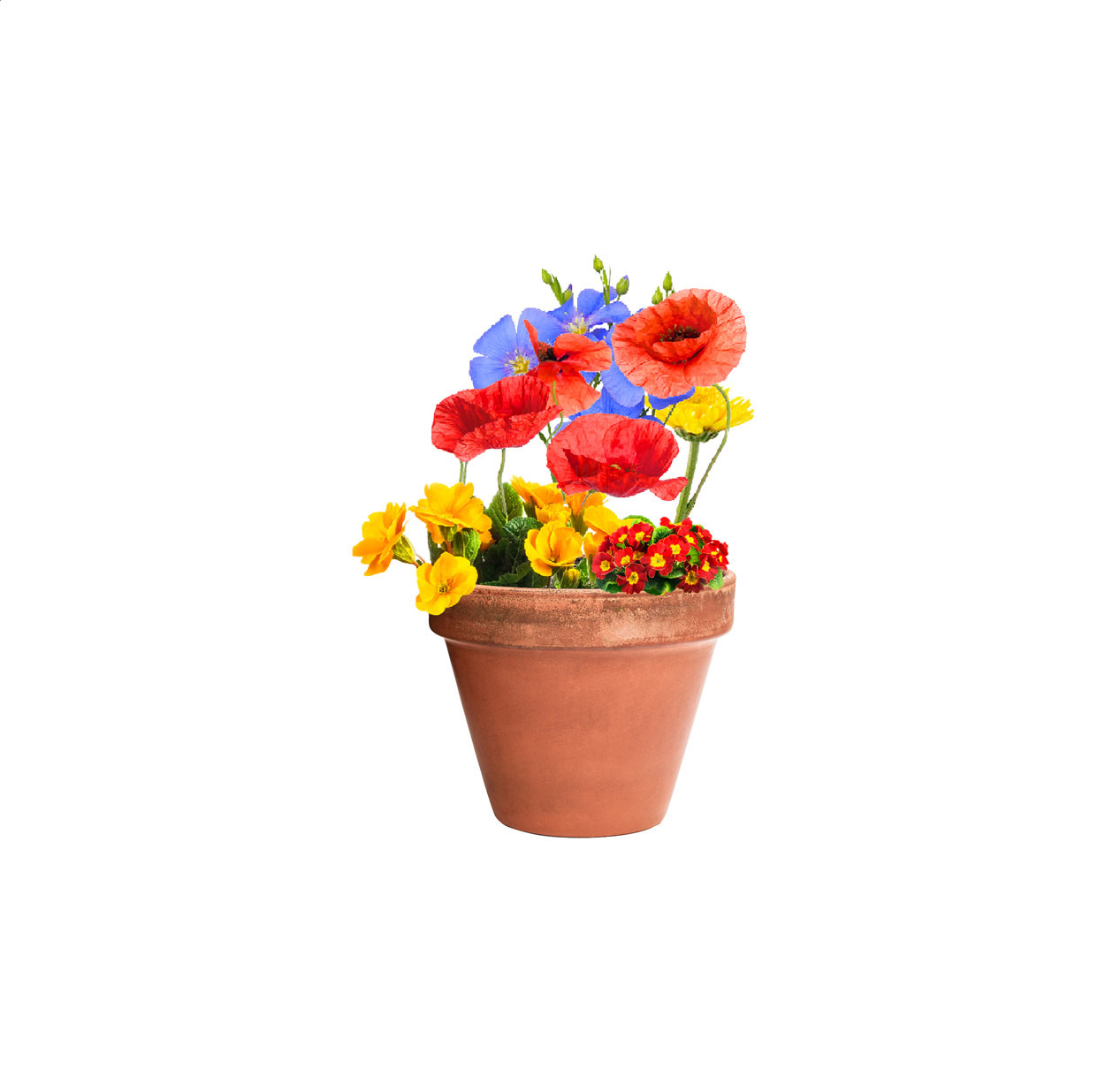 Flocca capsula con semi di fiori
